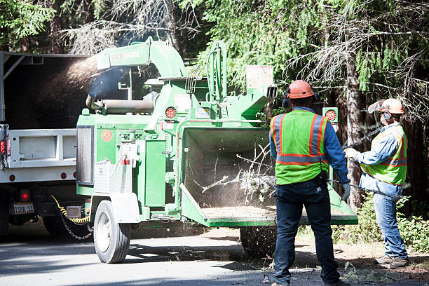 Professional Tree Services in Kimberly, WI