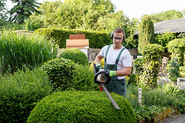 How Our Tree Care Process Works  in  Kimberly, WI